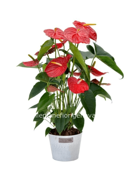Pianta di anthurium