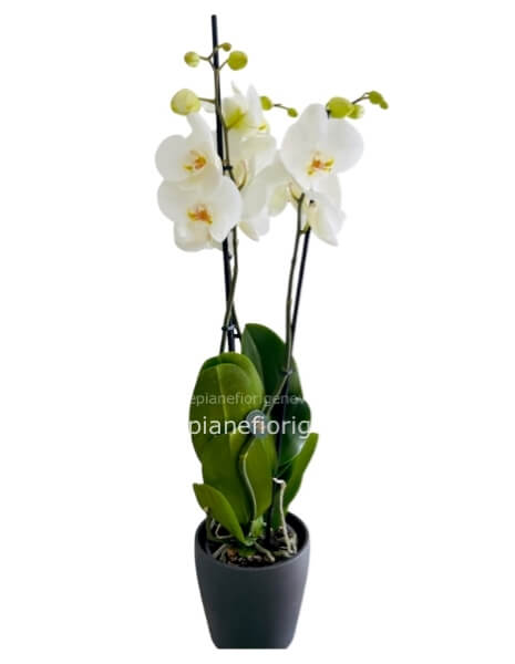 Pianta di phaleonopsys bianca