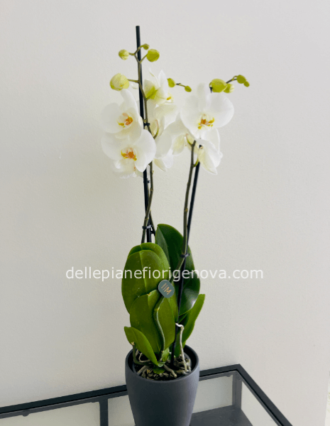Pianta di Phaleonopsys bianca 