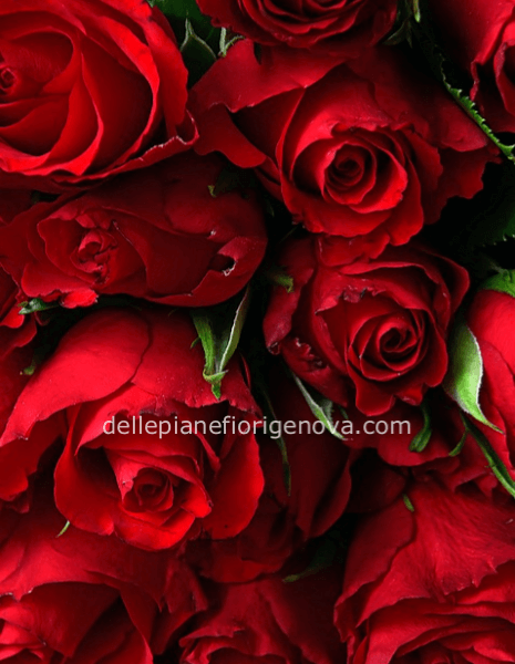 Rose rosse a steli, prima scelta, lunghezza 60 cm
