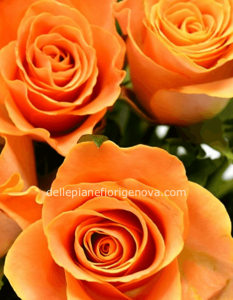 Rose arancio a steli, prima scelta, lunghezza 60 cm
