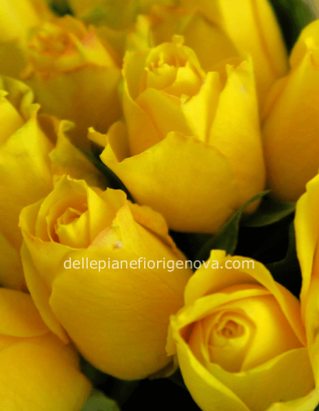 Rose gialle a steli, prima scelta, lunghezza 60 cm