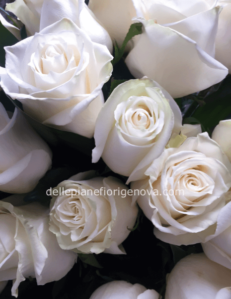Rose bianche a steli, prima scelta, lunghezza 60 cm.