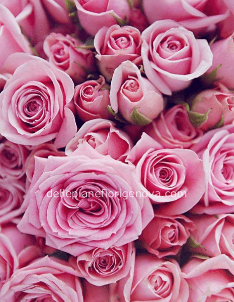 Rose rosa a steli, prima scelta, lunghezza 60 cm