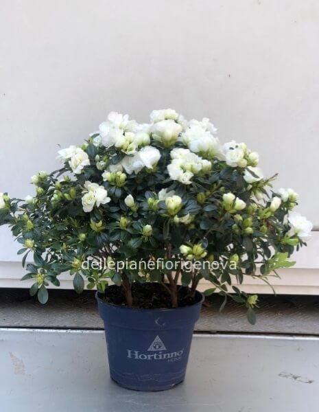 Pianta di azalea bianca
