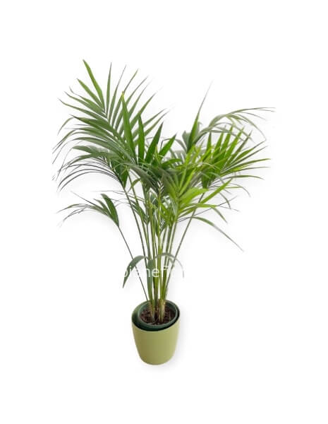 Pianta Kentia