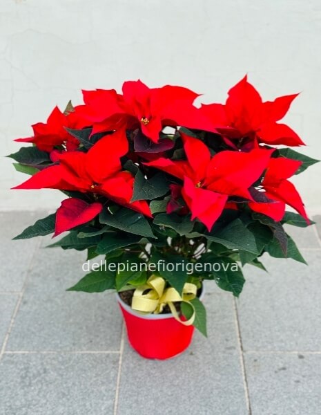 Stella di Natale S