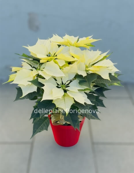 Stella di natale bianca S