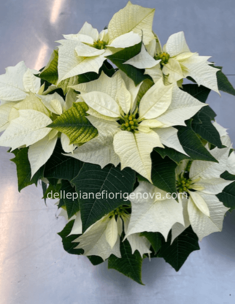 Stella di natale bianca S