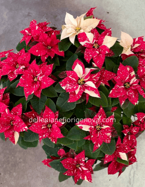 Stella di Natale 2 colori S