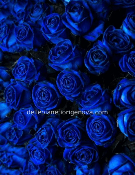 Rose blu a steli, prima scelta, lunghezza 60 cm