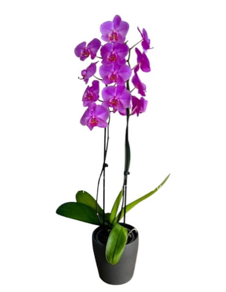 Pianta di Phalaenopsys Rosa