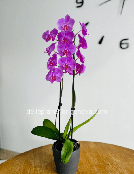 Pianta di Phalaenopsys Rosa