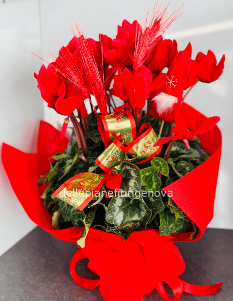 Pianta di Ciclamino Natalizio