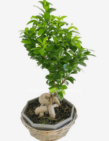 Ficus Ginseng Bonsai