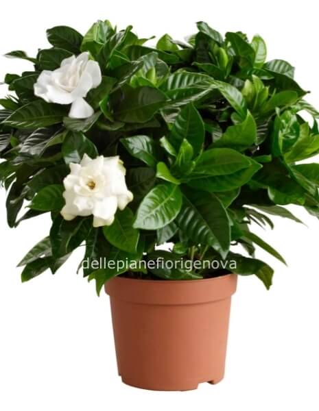 Pianta di Gardenia 