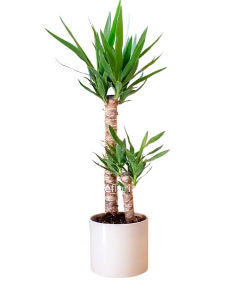 Tronchetto della Felicità