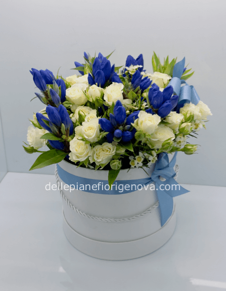 FlowerBox Genziana S