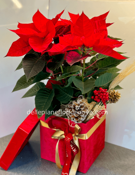 Stella di Natale Magnifica