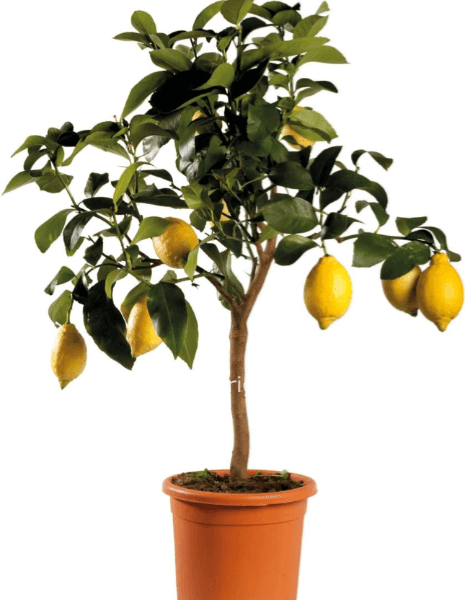 Pianta di limone