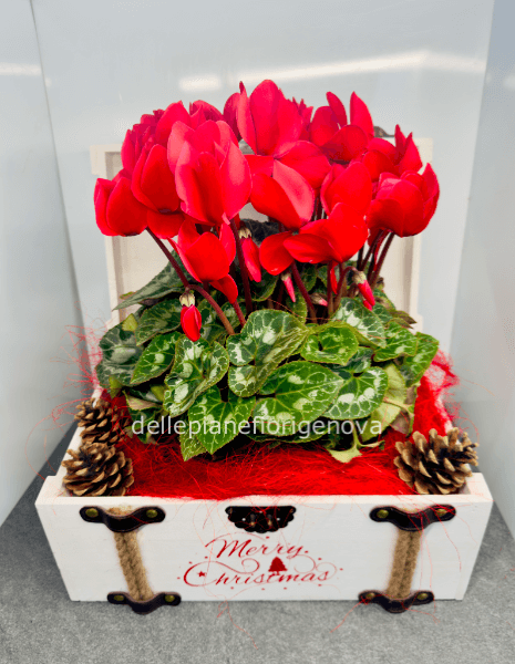 Forziere di Natale 1 Ciclamino