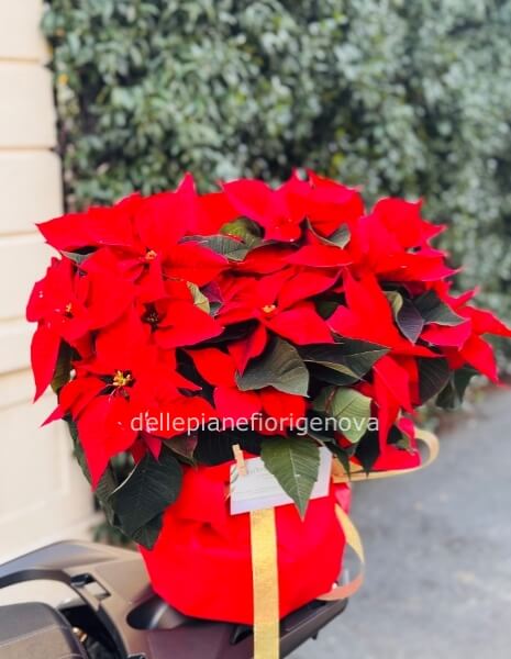 Stella di Natale XL