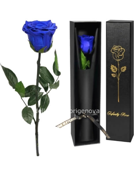 Rosa Blu Eterna