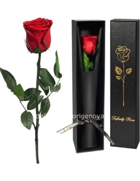 Rosa Rossa Eterna
