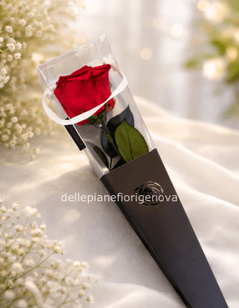 Rosa Rossa Eterna