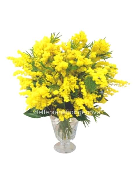 Bouquet Di Mimosa