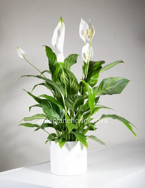 Pianta di Spathiphyllum