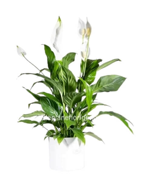 Pianta di Spathiphyllum