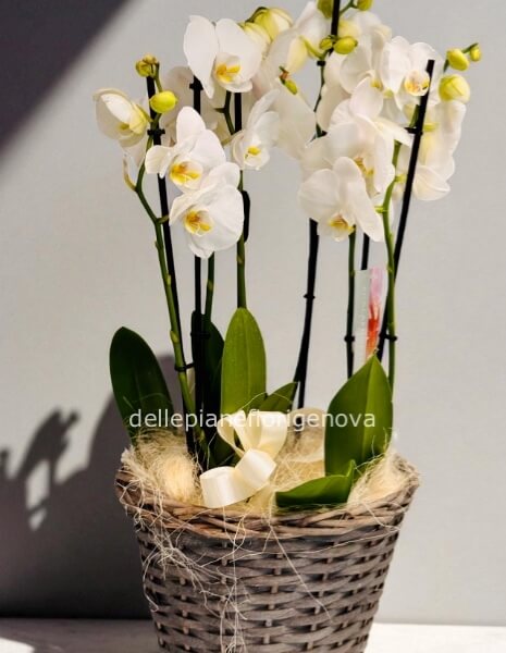 Cesto in vimini con 2 Phaleonopsys
