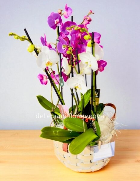 Cesto in vimini con 3 Phaleonopsys