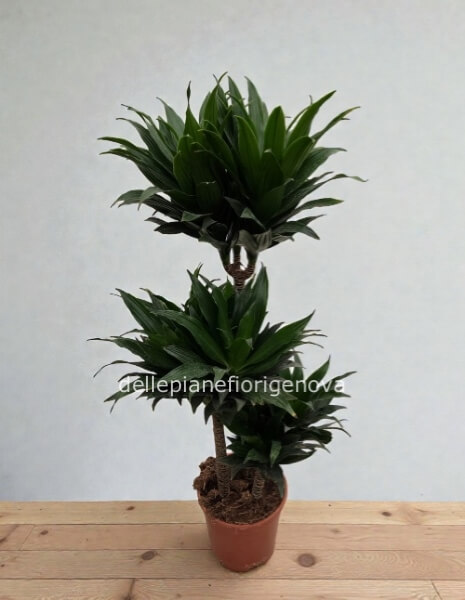 Dracena Compatta