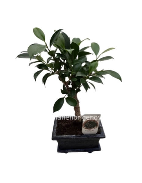Ginseng Bonsai