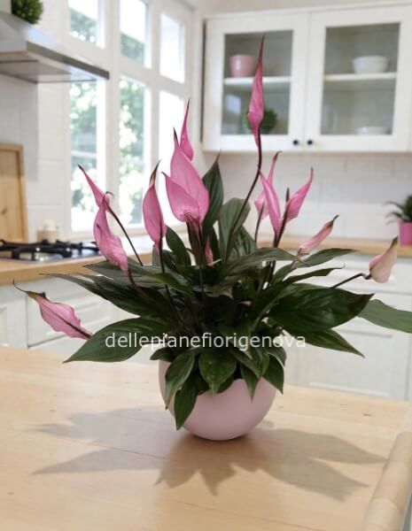 Pianta di Spathiphyllum Rosa