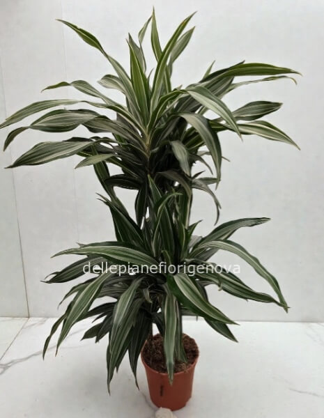 Dracena 3 tronchi