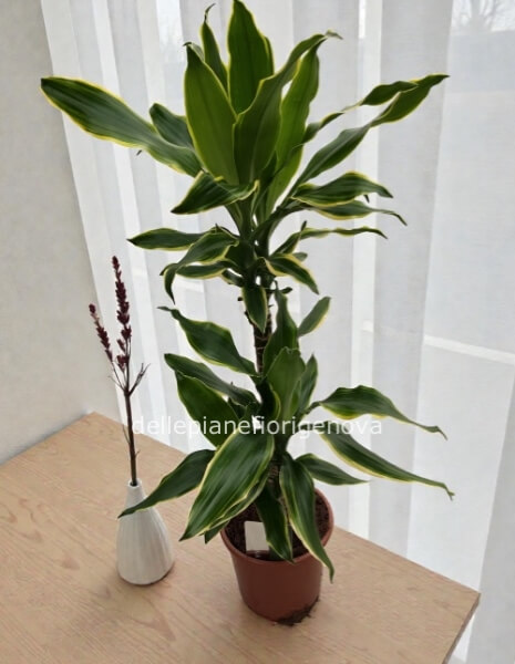 Tronchetto della felicita