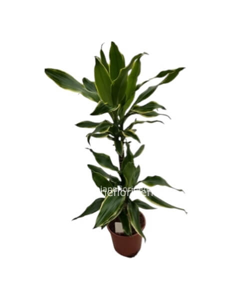 Tronchetto della felicita