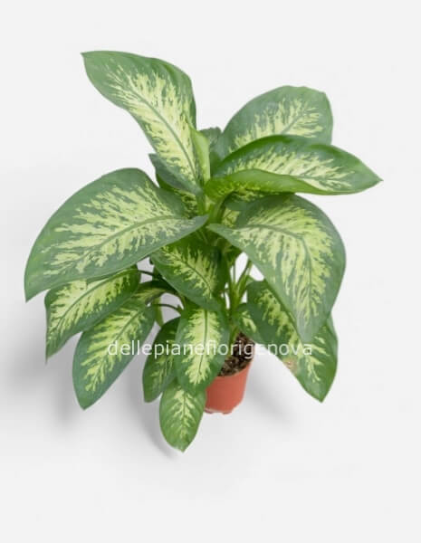 Pianta di Dieffenbachia