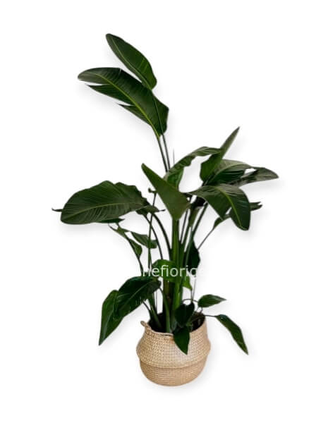 Pianta Di Sterlizia