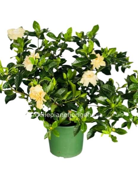 Pianta Gardenia