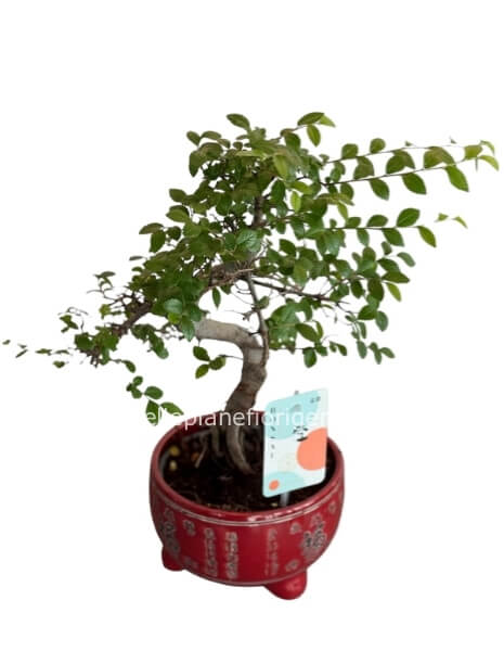 Bonsai con Vaso Decorato in Ceramica