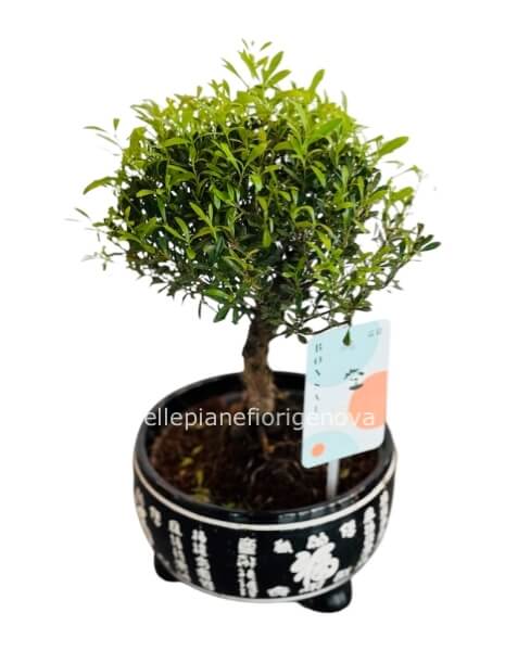 Bonsai con Vaso Decorato in Ceramica