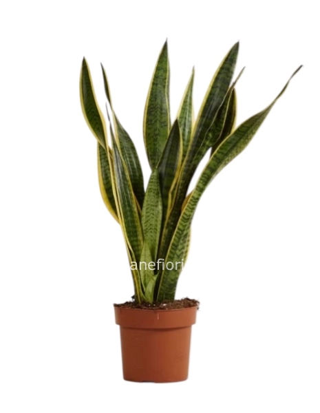 Pianta di SanSeveria