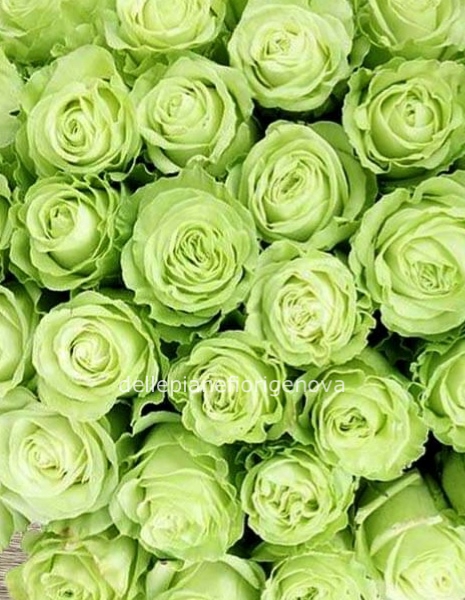 Rose verdi a steli, prima scelta, lunghezza 60 cm