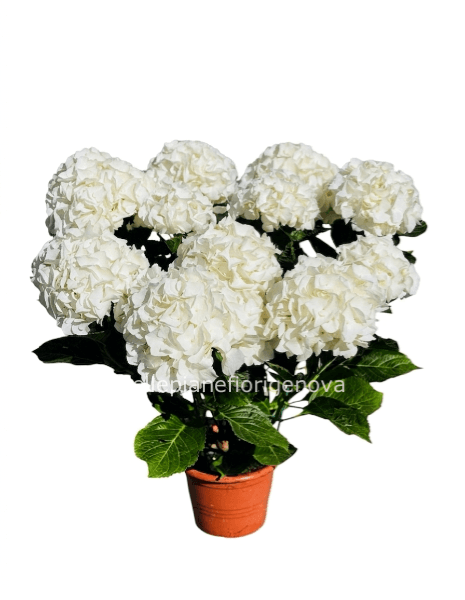 Pianta Di Ortensia