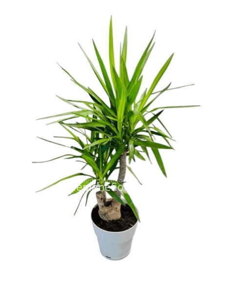 Pianta di Yucca 